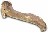 Pleistocene Fossil Horse (Equus) Femur - Florida #265353-1